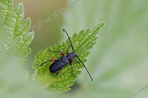 Biosphoto | 2550795 | Black spruce beetle (Tetropium castaneum) on a leaf, top view, Gers, France. | &copy; Christophe Florin / Biosphoto