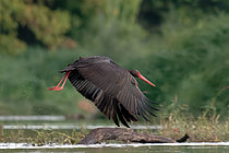 Biosphoto | 2609328 | Black stork (Ciconia nigra) in flight near Cosne-Cours-sur-Loire in September, Nièvre, France | &copy; Pierre Vernay / Biosphoto