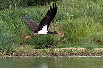 Biosphoto | 2609329 | Black stork (Ciconia nigra) in flight near Cosne-Cours-sur-Loire in September, Nièvre, France | &copy; Pierre Vernay / Biosphoto