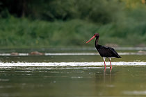 Biosphoto | 2609326 | Black stork (Ciconia nigra) in the Loire, approach by kayak, near Cosne-Cours-sur-Loire in September, Nièvre, France | &copy; Pierre Vernay / Biosphoto