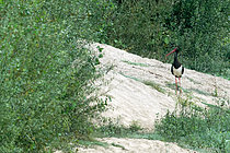 Biosphoto | 2609322 | Black stork (Ciconia nigra) on a sand mound, Cosne-Cours-sur-Loire in September, Nièvre, France | &copy; Pierre Vernay / Biosphoto