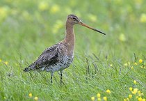 Biosphoto | 1524450 | Black-tailed Godwit (Limosa limosa) | &copy; Horst Jegen / imageBROKER / Biosphoto