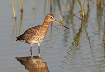 Biosphoto | 1610529 | Black-tailed Godwit (Limosa limosa) | &copy; Horst Jegen / imageBROKER / Biosphoto
