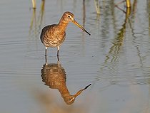 Biosphoto | 1610530 | Black-tailed Godwit (Limosa limosa) | &copy; Horst Jegen / imageBROKER / Biosphoto