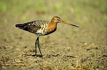 Biosphoto | 1487709 | Black-tailed Godwit (Limosa limosa) cock on a field, Texel Island, Holland, The Netherlands, Europe | &copy; Adam Friedhelm / imageBROKER / Biosphoto