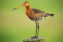 Biosphoto | 1491837 | Black-tailed Godwit (Limosa limosa) cock on a fence post, Frisia, Holland, The Netherlands, Europe | &copy; Adam Friedhelm / imageBROKER / Biosphoto