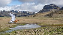 Biosphoto | 2586109 | Black-tailed godwit (Limosa limosa) fledging in a peat bog, Iceland -Digital composition | &copy; Michel Rauch / Biosphoto