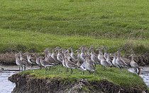 Biosphoto | 2583782 | Black-tailed godwit (Limosa limosa) group on an islet during spring migration, Marais breton vendéen, Pays de la Loire, France | &copy; Emile Barbelette / Biosphoto