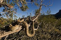 Biosphoto | 1249968 | Black-tailed rattlesnake on branch Santa Catalina mountains | &copy; Daniel Heuclin / Biosphoto