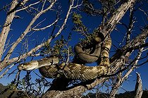 Biosphoto | 1249969 | Black-tailed rattlesnake on branch Santa Catalina mountains | &copy; Daniel Heuclin / Biosphoto