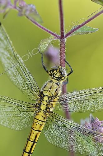 Biosphoto | 1820611 | Black-tailed skimmer with dew at sunrise France | &copy; Bernard Dubreuil / Biosphoto