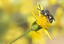 Biosphoto | 2166671 | Black-thighed Epeolus (Epeolus variegatus) on Goldenrod, Regional Natural Park of Vosges du Nord, France | &copy; Michel Rauch / Biosphoto