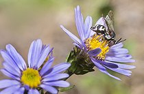 Biosphoto | 2166672 | Black-thighed Epeolus (Epeolus variegatus) on Italian Starwort (Aster amellus), Regional Natural Park of Vosges du Nord, France | &copy; Michel Rauch / Biosphoto