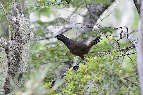 Biosphoto | 2494749 | Black-throated huet-huet (Pteroptochos tarnii) on a branch, Nahuelbuta National Park, IX Region of Araucania, Chile | &copy; Jean-Claude Malausa / Biosphoto