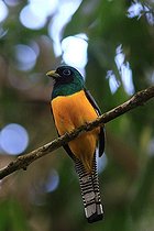 Biosphoto | 2395129 | Black-throated Trogon (Trogon rufus) on a branch, Costa Rica | &copy; Jean-François Noblet / Biosphoto
