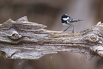 Biosphoto | 2102789 | Black Tit (Parus ater), Northern Vosges Regional Nature Park, France | &copy; Michel Rauch / Biosphoto