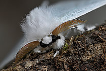 Biosphoto | 2609793 | Black V moth (Arctornis l-nigrum) male imago from the front, its caterpillars feed on various broadleaf trees, Plédéliac, Hunaudaye state forest, Côtes-d'Armor, Brittany, France. | &copy; Dominique Halleux / Biosphoto