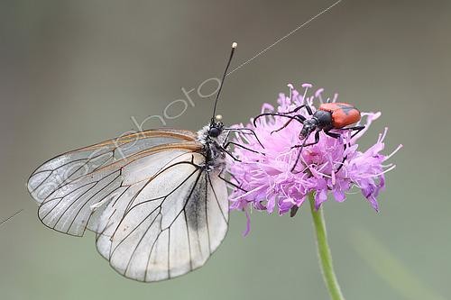 Biosphoto | 2582512 | Black-veined White (Aporia crataegi) and Longhorn Beetle (Stictoleptura cordigera), on a scabiosa flower, in the garrigue overlooking Lac d'Esparron, at Esparron-de-Verdon in late spring, in the Parc Naturel Régional du Verdon. France | &copy; Yves Noto Campanella / Biosphoto