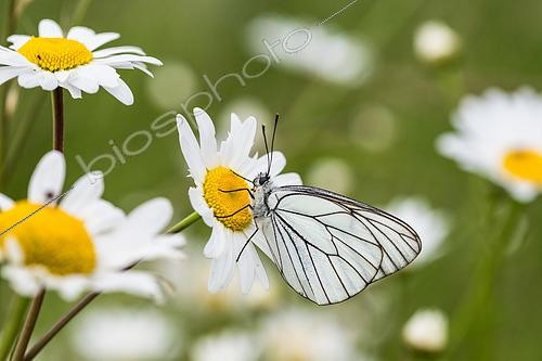 Biosphoto | 2605339 | Black-veined White (Aporia crataegi) on daisy flower, Lorraine, France | &copy; Stéphane Vitzthum / Biosphoto