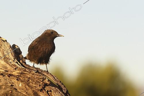 Biosphoto | 2274550 | Black Wheatear (Oenanthe leucura) on a stump, Spain | &copy; Emile Barbelette / Biosphoto