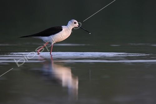 Biosphoto | 893985 | Black-winged Stilt feeding at sunrise in a pond Aude | &copy; Fabrice Cahez / Biosphoto