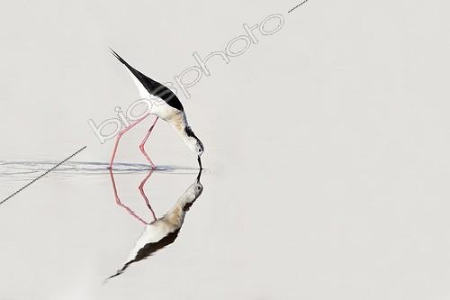 Biosphoto | 1367989 | Black-winged stilt feeding in the water at spring Bulgaria | &copy; Frédéric Desmette / Biosphoto