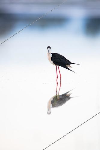 Biosphoto | 2433396 | Black winged stilt (Himantopus himantopus), Aigüamolls del Empordà Natural Park, Spain | &copy; Marc Homs & Pepi Compte / Biosphoto