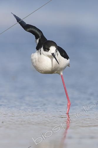 Biosphoto | 2422735 | Black-winged Stilt (Himantopus himantopus), adult male in a strange pose, Campania, Italy | &copy; Saverio Gatto / Biosphoto
