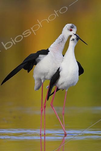 Biosphoto | 2422665 | Black-winged Stilt (Himantopus himantopus) adults in courtship, Campania, Italy | &copy; Saverio Gatto / Biosphoto