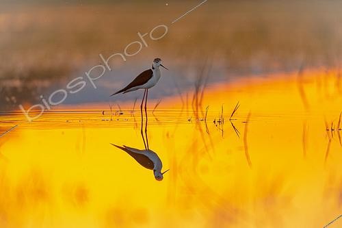 Biosphoto | 2433395 | Black winged stilt(himantopus himantopus) in water, Aiguamolls de l'empordà wethlands at sunrise, Spain | &copy; Marc Homs & Pepi Compte / Biosphoto