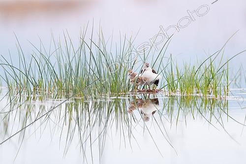 Biosphoto | 2433391 | Black winged stilt (Himantopus himantopus) with chicks, Aigüamolls del Empordà Natural Park, Spain | &copy; Marc Homs & Pepi Compte / Biosphoto