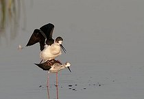 Biosphoto | 1610698 | Black-winged Stilt or Common Stilt (Himantopus himantopus) | &copy; Horst Jegen / imageBROKER / Biosphoto