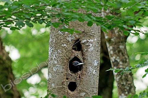 Biosphoto | 2624927 | Black woodpecker (Dryocopus martius) juvenile ready to take flight, peeking out of the cavity that served as its nest, Gers, France. | &copy; Christophe Florin / Biosphoto