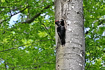 Biosphoto | 2609619 | Black woodpecker (Dryocopus martius) male at the entrance of its nest, a cavity in the trunk of a beech tree, Doubs, France. | &copy; Dominique Delfino / Biosphoto