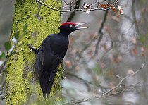 Biosphoto | 2325587 | Black woodpecker (Dryocopus martius) vocalizing on tree, Northern Vosges Regional Natural Park, France | &copy; Michel Rauch / Biosphoto