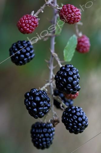 Biosphoto | 1160028 | Blackberries Provence France  | &copy; Michel Gunther / Biosphoto