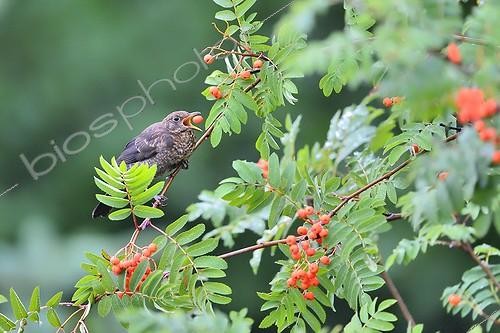 Biosphoto | 2048517 | Blackbird eating Sorb berries in summer - France | &copy; Claude Balcaen / Biosphoto