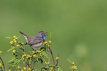 Biosphoto | 2583807 | Blackbird (Luscinia svecica namnetum) male on parade, Marais breton vendéen, Loire atlantique, Pays de la Loire, France | &copy; Emile Barbelette / Biosphoto