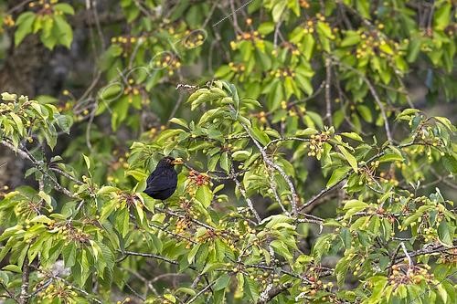 Biosphoto | 2613334 | Blackbird (Turdus merula) eating cherries, Vosges, Alsace, France | &copy; Benoît Personnaz / Biosphoto