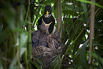 Biosphoto | 2622103 | Blackbird (Turdus merula), male feeding its chicks in the nest in a garden, Oise, France. | &copy; Tonino De Marco / Biosphoto