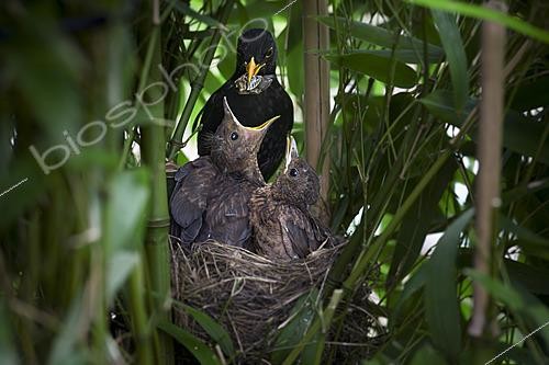 Biosphoto | 2622103 | Blackbird (Turdus merula), male feeding its chicks in the nest in a garden, Oise, France. | &copy; Tonino De Marco / Biosphoto