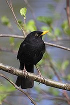 Biosphoto | 1445497 | Blackbird (Turdus merula), male perched on a sprouting alder tree | &copy; Justus de Cuveland / imageBROKER / Biosphoto