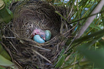 Biosphoto | 2622099 | Blackbird (Turdus merula), nestling and eggs in the nest in a garden, Oise, France. | &copy; Tonino De Marco / Biosphoto