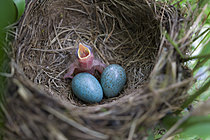 Biosphoto | 2622100 | Blackbird (Turdus merula), nestling and eggs in the nest in a garden, Oise, France. | &copy; Tonino De Marco / Biosphoto