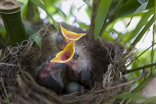 Biosphoto | 2622101 | Blackbird (Turdus merula), nestlings in a garden, Oise, France. | &copy; Tonino De Marco / Biosphoto
