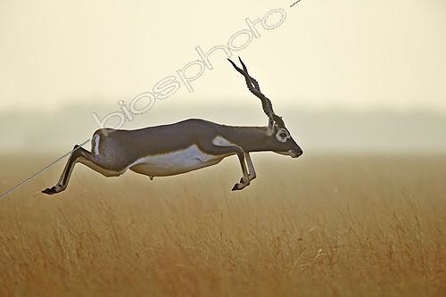 Biosphoto | 2043239 | Blackbuck jumping in savanna - Velavadar India | &copy; Sylvain Cordier / Biosphoto
