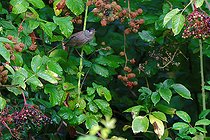 Biosphoto | 2588090 | Blackcap (Sylvia atricapilla) in a bramble bush, Nièvre, France | &copy; Pierre Vernay / Biosphoto