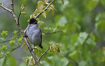 Biosphoto | 2512322 | Blackcap (Sylvia atricapilla) male singing on a branch, Vosges du Nord Regional Nature Park, France | &copy; Michel Rauch / Biosphoto