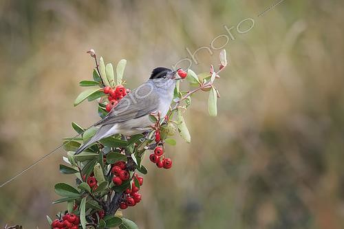 Biosphoto | 2612796 | Blackcap (Sylvia atricapilla) with a berry in its beak, Vaucluse, France. | &copy; Alain Roux / Biosphoto