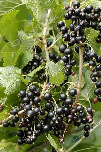 Biosphoto | 1282817 | Blackcurrants 'Andega' | &copy; Lamontagne / Biosphoto